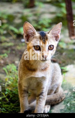 Niedliche indische Katze im Ruhezustand und Blick auf Kamera 2 vertikales Foto – aufgenommen von Sony Alpha 6400 Stockfoto