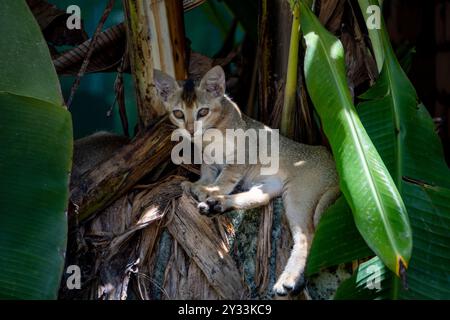 Kätzchen, die unter dem Schuppen eines Bananenbaums ein Nickerchen machen – aufgenommen von Sony Alpha 6400 Stockfoto