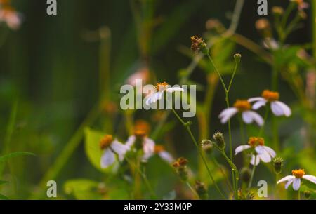Blick auf die blühenden Bidens alba-Blumen mit einem unscharfen Hintergrund. Eine der Blumen, die Bienen und Schmetterlinge mögen. Stockfoto