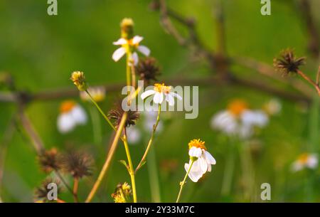 Blick auf die blühenden Bidens alba-Blumen mit einem unscharfen Hintergrund. Eine der Blumen, die Bienen und Schmetterlinge mögen. Stockfoto