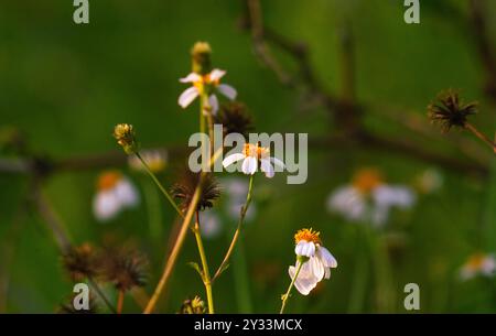 Blick auf die blühenden Bidens alba-Blumen mit einem unscharfen Hintergrund. Eine der Blumen, die Bienen und Schmetterlinge mögen. Stockfoto