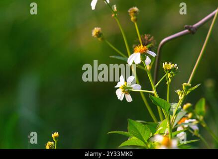 Blick auf die blühenden Bidens alba-Blumen mit einem unscharfen Hintergrund. Eine der Blumen, die Bienen und Schmetterlinge mögen. Stockfoto