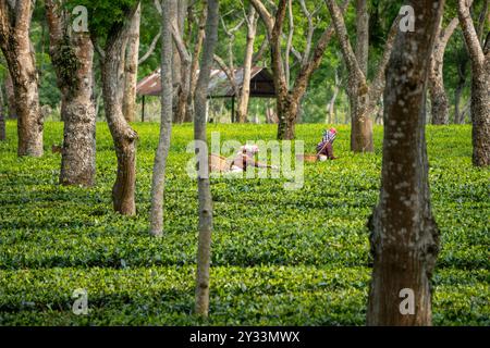 Frauen pflücken Teeblätter in einem Teegarten von Assam 2 Stockfoto