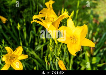 Gelbe Lilly blüht majestätisch unter der Morgensonne Stockfoto