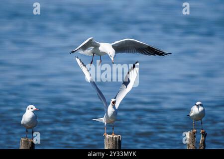 Möwen, die auf Holzpfählen sitzen, mit einem im Flug über einem ruhigen blauen Meer. Stockfoto