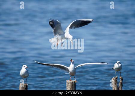 Eine Gruppe Möwen, die auf Holzpfosten thront, mit einer im Flug über einem ruhigen blauen Meer Stockfoto