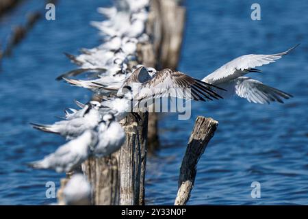 Eine Schar Möwen, die auf Holzpfählen über einem Gewässer thront, mit einer Möwe im Flug. Stockfoto