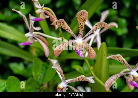 Wunderschöne Aranda Hilda Galistan Orchideenblüte Stockfoto