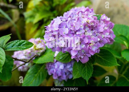 Hortensie Macrophylla blüht im Frühjahr 6400 bei Sony bei bewölktem Wetter Stockfoto