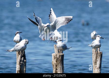 Möwen, die auf Holzpfosten sitzen, mit einem im Flug über einem ruhigen blauen Meer. Stockfoto