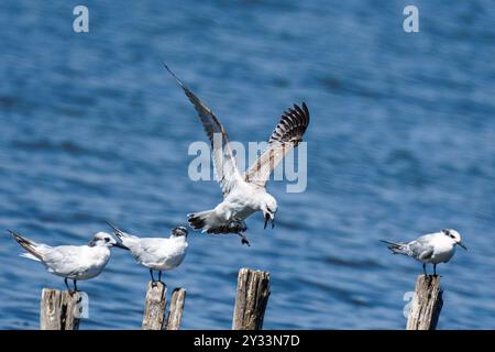 Eine Gruppe Möwen, die auf Holzpfosten thront, mit einer mitten im Flug über einem ruhigen blauen See. Stockfoto