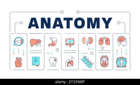 Anatomiewort-Konzept auf weiß Stock Vektor