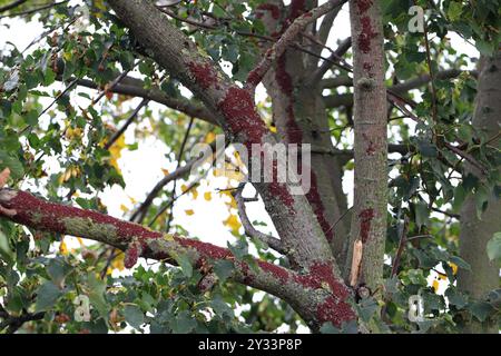 Lindenkäfer oder Malvenkäfer (Oxycarenus lavaterae). Eine riesige Ansammlung von Insekten auf der Rinde eines Baumes. Stockfoto