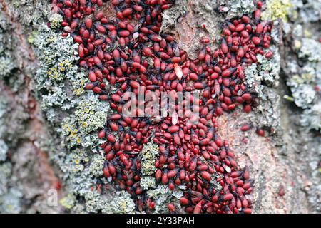 Lindenkäfer oder Malvenkäfer (Oxycarenus lavaterae). Eine riesige Ansammlung von Insekten auf der Rinde eines Baumes. Stockfoto