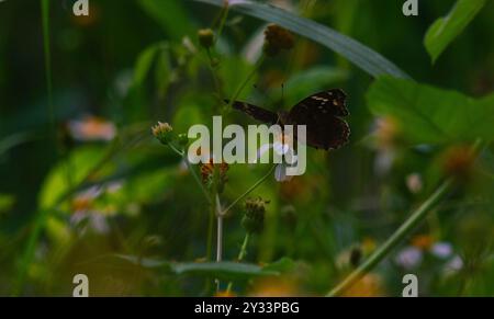 Ein schwarzer Schmetterling mit dem wissenschaftlichen Namen Hypolimnas bolina, der auf einer Blume thront Stockfoto