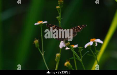 Ein schwarzer Schmetterling mit dem wissenschaftlichen Namen Hypolimnas bolina, der auf einer Blume thront Stockfoto