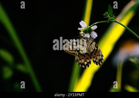 Ein schwarzer Schmetterling mit dem wissenschaftlichen Namen Hypolimnas bolina, der auf einer Blume thront Stockfoto