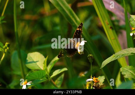 Ein schwarzer Schmetterling mit dem wissenschaftlichen Namen Hypolimnas bolina, der auf einer Blume thront Stockfoto