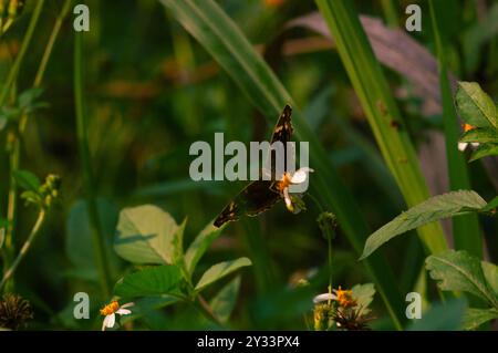 Ein schwarzer Schmetterling mit dem wissenschaftlichen Namen Hypolimnas bolina, der auf einer Blume thront Stockfoto