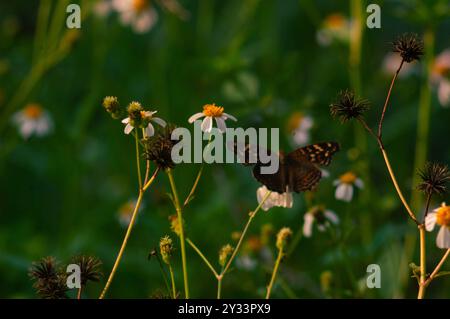 Ein schwarzer Schmetterling mit dem wissenschaftlichen Namen Hypolimnas bolina, der auf einer Blume thront Stockfoto