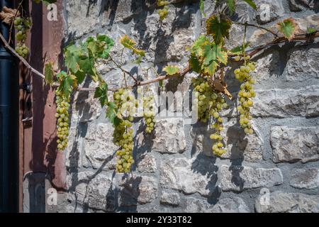 Müller Thurgau / Müller-Thurgau Trauben wachsen entlang der Fassade eines Gebäudes in Freyburg, Sachsen-Anhalt, Deutschland, Europa Stockfoto