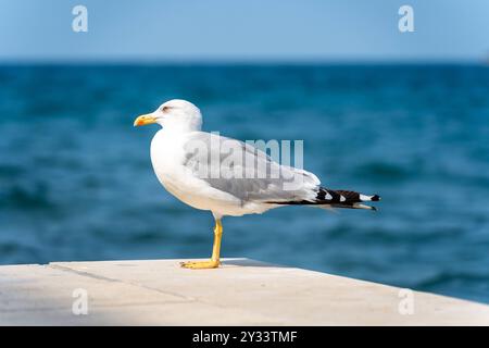 Porec, Istrien, Kroatien - 27. August 2024: Möwe steht am Ufer in Porec, Kroatien, mit Blick auf das blaue Meer im Hintergrund *** Möwe steht am Ufer in Porec, Kroatien, mit Blick auf das blaue Meer im Hintergrund Stockfoto