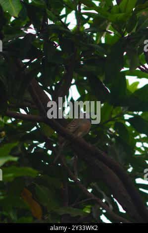 Blick auf die Bäume mit der javanischen Taube auf dem Baum Stockfoto