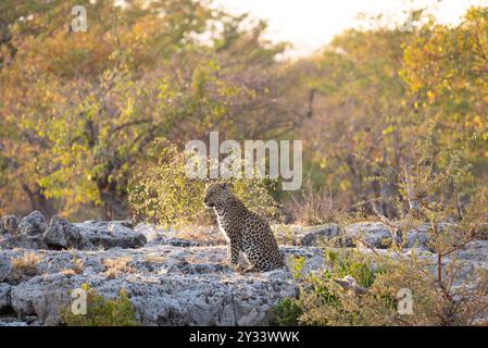 Afrikanischer Leopard (Panthera pardus) auf felsigem Boden bei Sonnenaufgang im Etosha-Nationalpark, Namibia Stockfoto