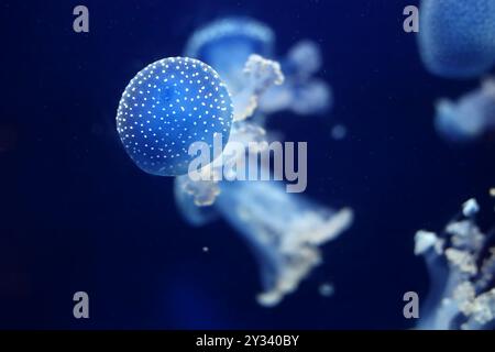 Tropische Qualle Phyllorhiza punctata weißgefleckte Qualle auch bekannt als schwimmende Glocke, australische gefleckte Qualle unter Wasser im Aquarium von Monaco Stockfoto