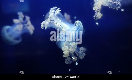 Tropische Qualle Phyllorhiza punctata weißgefleckte Qualle auch bekannt als schwimmende Glocke, australische gefleckte Qualle unter Wasser im Aquarium von Monaco Stockfoto