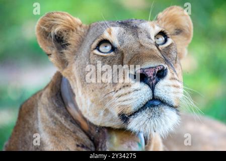 Löwe im Murchison Falls National Park Uganda Stockfoto