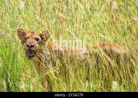 Löwe im Murchison Falls National Park Uganda Stockfoto