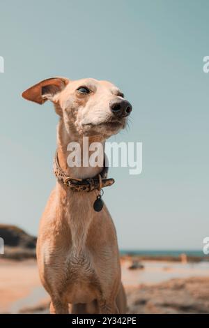 Porträt eines Whippet-Hundes, der auf seinen sanften Ausdruck, sein sandiges Gesicht und seine neugierige Nase vor dem Hintergrund des klaren blauen Himmels blickt – Minim Stockfoto