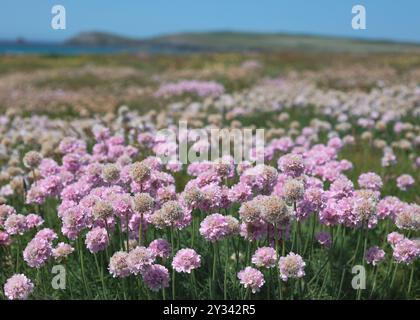 Leuchtend rosa Thrift (Sea-pink, Cliff Clover) Blumen blühen mit Ozean im Hintergrund, landschaftlich schöne Natur, Sommer, Bedruthan Steps, Cornwall, Großbritannien Stockfoto