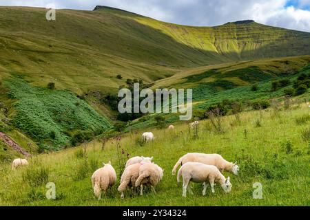 Schafherde, die unter Pen-y-Fan und Corn du in den Brecon Beacons, Wales weiden Stockfoto