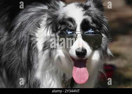 Kopf eines schwarz-weißen Border Collie mit blauen Augen und Sonnenbrille, die die Zunge zeigt und in die Kamera blickt Stockfoto