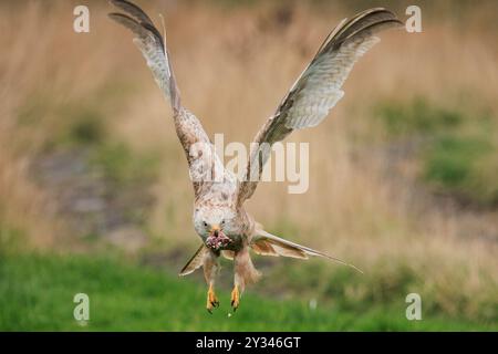 Ein Raubvogel im Flug mit weit ausgebreiteten Flügeln, der seine Beute in einem natürlichen Lebensraum trägt. Stockfoto