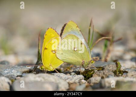 Verpaarung von gelben Schmetterlingen auf den Felsen Stockfoto