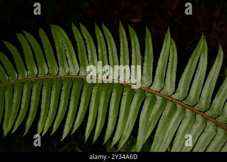 Nahaufnahme des Holzschwertfarns und seiner zufälligen Wurzeln. Dieser Farn stammt aus dem Quinault Rainforest im Olympischen Nationalpark Stockfoto