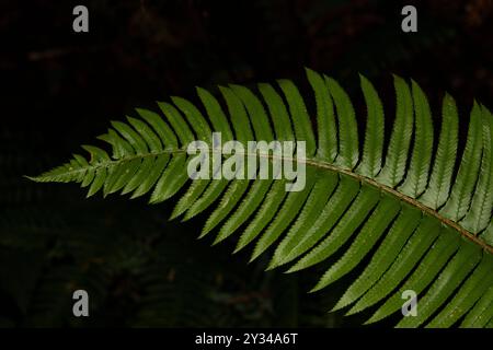 Nahaufnahme des Holzschwertfarns und seiner zufälligen Wurzeln. Dieser Farn stammt aus dem Quinault Rainforest im Olympischen Nationalpark Stockfoto
