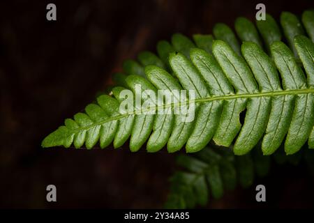 Brackenfarn, auch bekannt als pteridium aquilinum, oder gebräuchlich als Brems Farn oder fiddlehead Farn. Das war aus dem quinault Regenwald Stockfoto