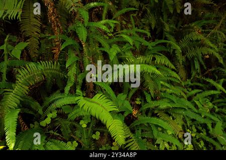 Wand aus Holzschwertfarnen aus dem Quinault Regenwald, Hintergrund oder Tapete Stockfoto