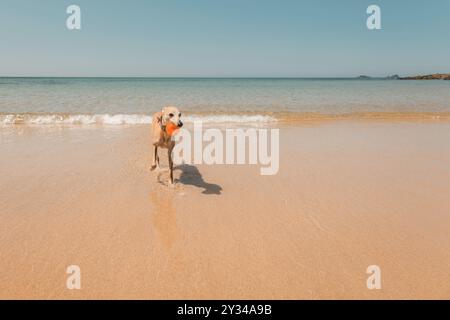 Whippet-Hund, der beim Laufen durch flaches Meerwasser einen Spielball an einem sonnigen Strand in Cornwall, Großbritannien, trägt Stockfoto