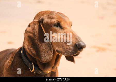 Nahaufnahme eines schattigen roten Dackelhundes mit hängenden Ohren, die in die Ferne blicken und auf Sand am Strand sitzen, Großbritannien Stockfoto