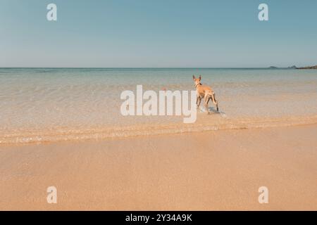 Whippet-Hund, der beim Laufen durch flaches Meerwasser einen Spielball an einem sonnigen Strand in Cornwall, Großbritannien, trägt Stockfoto