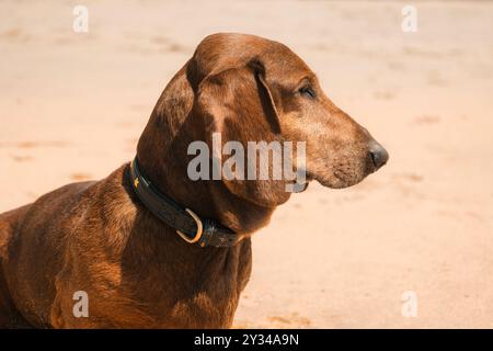 Porträt eines Standard-Dackelhundes mit hängenden, schlampigen Ohren, die in die Ferne blicken und auf Sand am Strand sitzen, Großbritannien Stockfoto