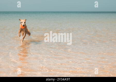 Whippet-Hund, der beim Laufen durch flaches Meerwasser einen Spielball an einem sonnigen Strand in Cornwall, Großbritannien, trägt Stockfoto