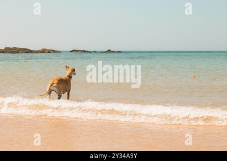 Whippet-Hund, der beim Laufen durch flaches Meerwasser einen Spielball an einem sonnigen Strand in Cornwall, Großbritannien, trägt Stockfoto