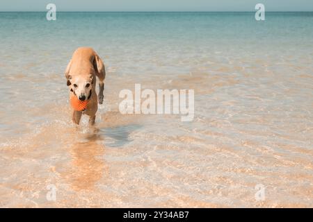 Whippet-Hund, der beim Laufen durch flaches Meerwasser einen Spielball an einem sonnigen Strand in Cornwall, Großbritannien, trägt Stockfoto