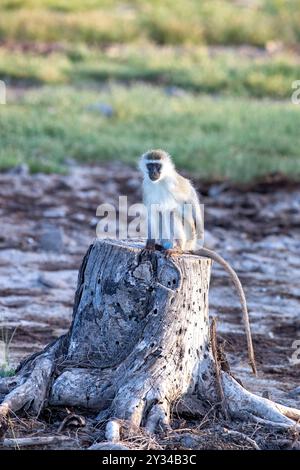 Ein ausgewachsener männlicher Eisenkraut-Affe, Chlorocebus pygerythrus, sitzt auf einem toten Baumstamm im Amboseli-Nationalpark, Kenia. Die kleinen Primaten sind gesellig Stockfoto